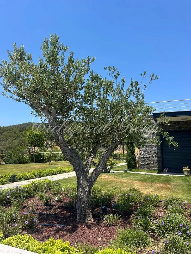 Villa met 5 slaapkamers te koop in Bodrum, Muğla — 15/15