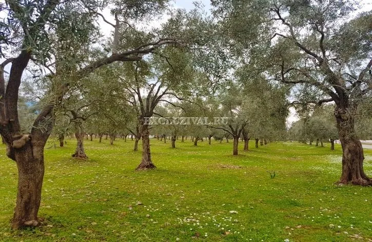 Plot in Didim, 1000 m²