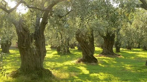 Plot in Didim, 250 m²